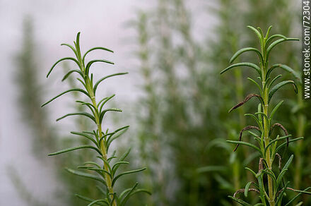 Rosemary branches. Salvia rosmarinus - Flora - MORE IMAGES. Photo #72304