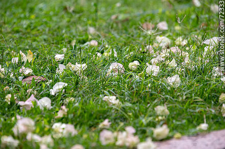 Flores blancas de Santa Rita caídas en el pasto - Flora - IMÁGENES VARIAS. Foto No. 72333