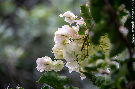 Santa Rita de flor blanca. Buganvillea - Flora - IMÁGENES VARIAS. Foto No. 72338