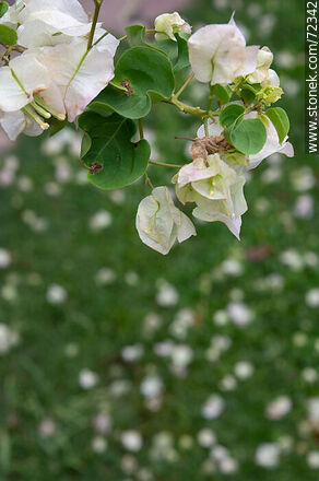 White buganvillea - Flora - MORE IMAGES. Photo #72342