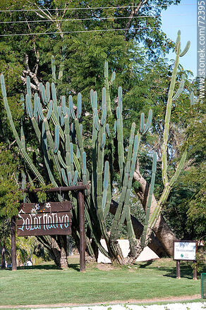 Cactus in the Solar Nativo - Department of Florida - URUGUAY. Photo #72395