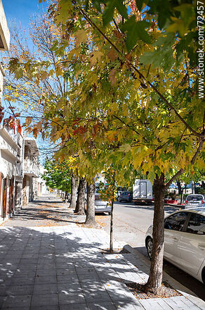 Árboles de liquidambar en otoño en la calle Sarandí - Departamento de Florida - URUGUAY. Foto No. 72457