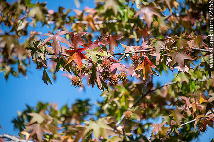 Frutos y hojas de otoño de liquidámbar - Departamento de Florida - URUGUAY. Foto No. 72456