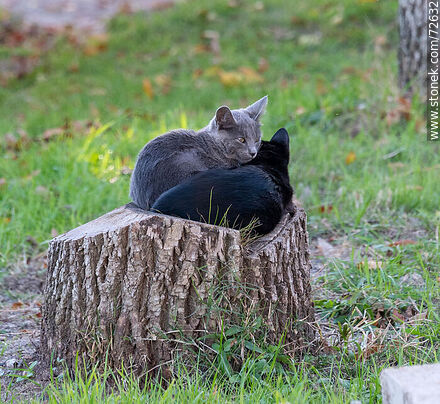 Kittens huddled on a log - Department of Florida - URUGUAY. Photo #72632