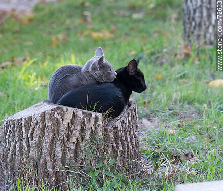 Kittens huddled on a log - Fauna - MORE IMAGES. Photo #72633