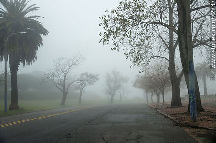 Julio María Sosa Ave. in early morning fog - Department of Montevideo - URUGUAY. Photo #72737