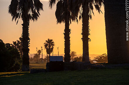 Sunrise between the palm trees and the sea - Department of Montevideo - URUGUAY. Photo #72777