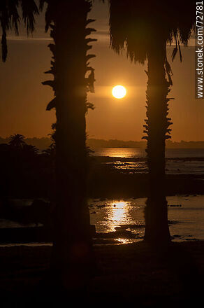 Sol del amanecer entre palmeras y el mar - Departamento de Montevideo - URUGUAY. Foto No. 72781