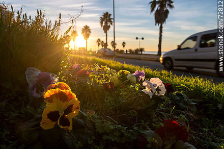 El amanecer en la rambla desde el cantero con flores - Departamento de Montevideo - URUGUAY. Foto No. 72812