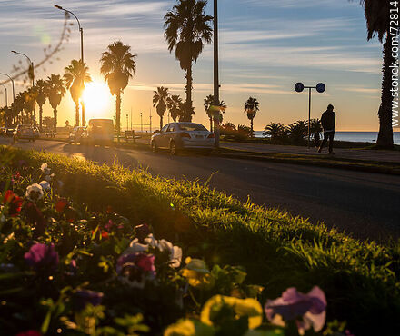 El amanecer en la rambla desde el cantero con flores - Departamento de Montevideo - URUGUAY. Foto No. 72814