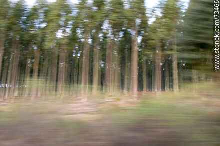 Trees moving from a train - Tacuarembo - URUGUAY. Photo #73466