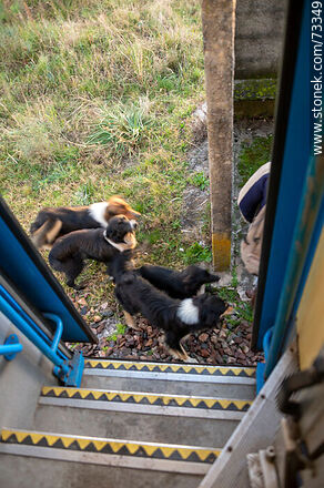 Dogs welcoming a passenger disembarking from the train at Rivera - Tacuarembo - URUGUAY. Photo #73349