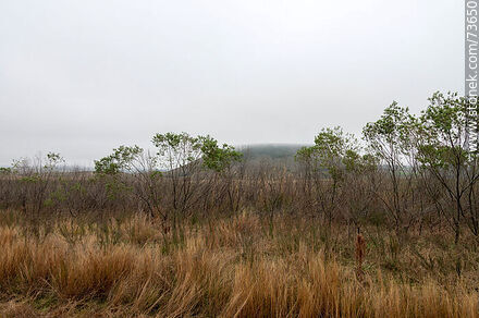 Cerro Miriñaque in the mist - Department of Rivera - URUGUAY. Photo #73650