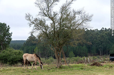 Horses grazing - Department of Rivera - URUGUAY. Photo #73803