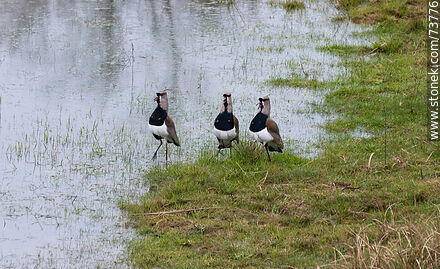 Three teros in the lagoon - Department of Rivera - URUGUAY. Photo #73776