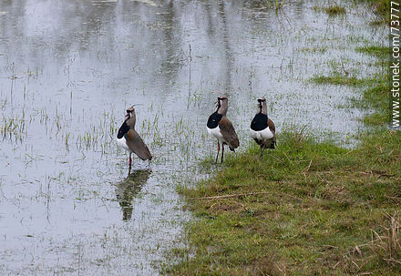 Tres teros en la laguna - Fauna - IMÁGENES VARIAS. Foto No. 73777