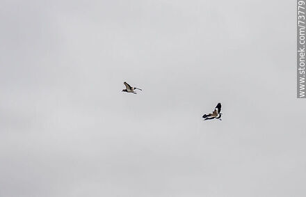 Tres teros volando - Departamento de Rivera - URUGUAY. Foto No. 73779