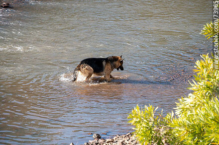 German Shepherd Dog playing in the creek - Tacuarembo - URUGUAY. Photo #73965