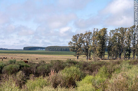 Campo con bosque de eucaliptos, ganado y agreste - Departamento de Tacuarembó - URUGUAY. Foto No. 74105