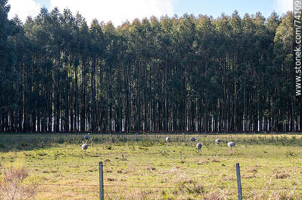 Ñandúes en un campo con eucaliptos - Departamento de Tacuarembó - URUGUAY. Foto No. 74109
