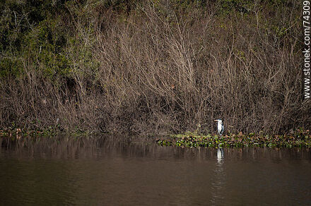 Heron in Conventos creek - Department of Cerro Largo - URUGUAY. Photo #74309
