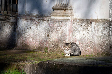 Gato doméstico tomando sol en el bioparque - Departamento de Cerro Largo - URUGUAY. Foto No. 74375