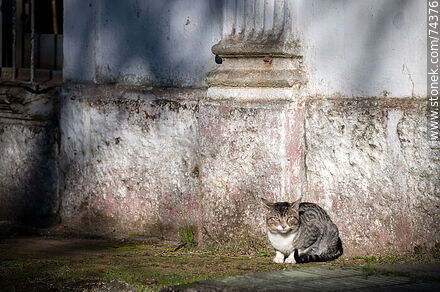 Gato doméstico tomando sol en el bioparque - Departamento de Cerro Largo - URUGUAY. Foto No. 74376