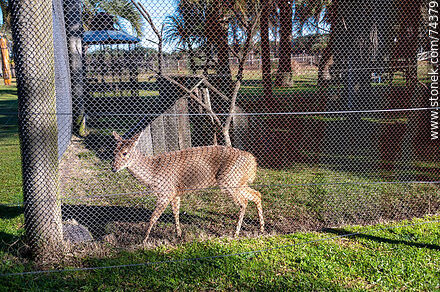 Free-ranging deer in the biopark - Department of Cerro Largo - URUGUAY. Photo #74379