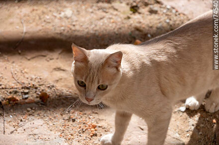 Cat - Department of Cerro Largo - URUGUAY. Photo #74540