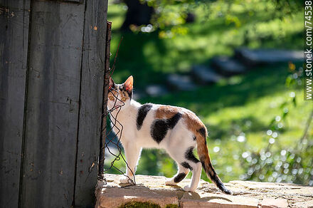 Cat - Department of Cerro Largo - URUGUAY. Photo #74538