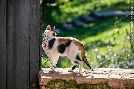 Cat - Department of Cerro Largo - URUGUAY. Photo #74537