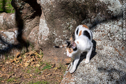 Cat - Department of Cerro Largo - URUGUAY. Photo #74536