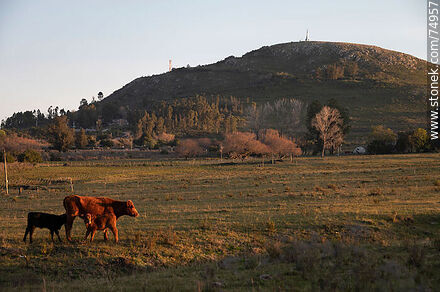 Vaca con 2 terneros con el fondo del Cerro del Verdún - Departamento de Lavalleja - URUGUAY. Foto No. 74957