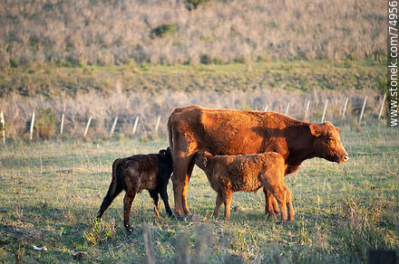 Vaca con 2 terneros - Departamento de Lavalleja - URUGUAY. Foto No. 74956
