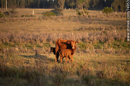 Vaca y terneros al atardecer - Departamento de Lavalleja - URUGUAY. Foto No. 74953