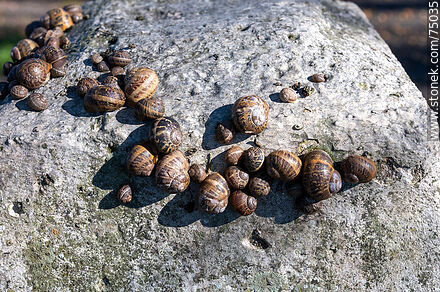 Snails on the cistern - Department of Montevideo - URUGUAY. Photo #75035