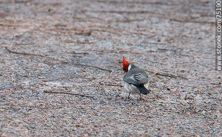 Red-capped cardinal in the park - Department of Montevideo - URUGUAY. Photo #75190