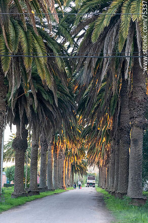 Street of palm trees - Department of Canelones - URUGUAY. Photo #75337