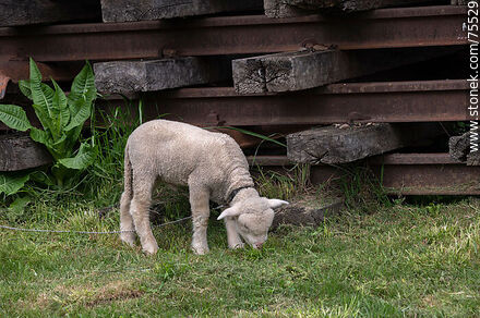 Lamb resting next to a pile of iron rails on wooden sleepers - Department of Florida - URUGUAY. Photo #75529