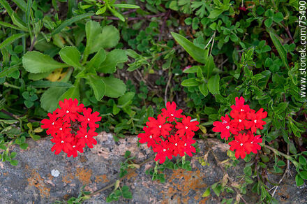 Flor roja de Verbena en el andén de la estación Reboledo - Flora - IMÁGENES VARIAS. Foto No. 75490