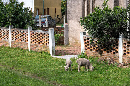 Corderos frente a la capilla de Illescas - Departamento de Florida - URUGUAY. Foto No. 75600