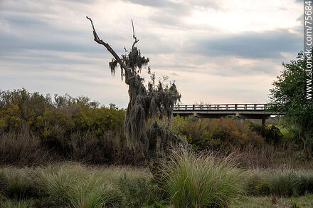 Bridge on Route 6 over Timote Creek. Tree with Spanish moss - Department of Florida - URUGUAY. Photo #75684