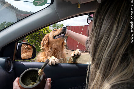 Acariciando a un Golden Retriever desde un auto -  - IMÁGENES VARIAS. Foto No. 75704