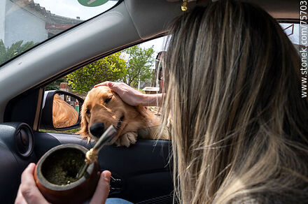 Petting a Golden Retriever from a car -  - MORE IMAGES. Photo #75703