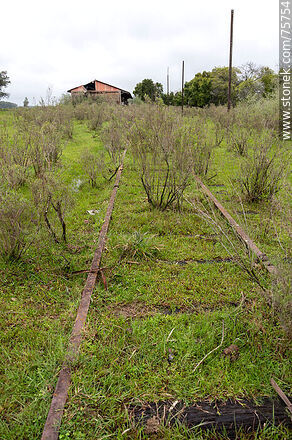 Former Elías Regules train station. Tracks without trains for decades - Durazno - URUGUAY. Photo #75754