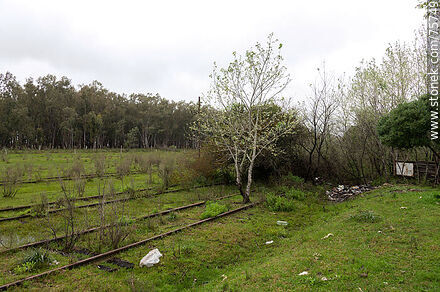 Former Elías Regules train station. Tree in the middle of the tracks - Durazno - URUGUAY. Photo #75749