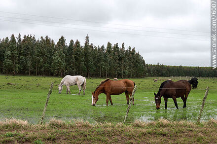 Caballos comiendo entre el agua - Departamento de Durazno - URUGUAY. Foto No. 76007