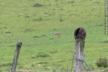 Hornero nest on a fence post. Hornero in flight - Durazno - URUGUAY. Photo #76010
