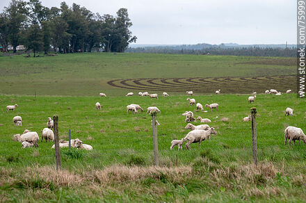 Ovejas y sus corderos en el campo -  - URUGUAY. Foto No. 75999