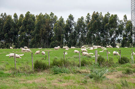 Sheep and their lambs in the field - Durazno - URUGUAY. Photo #76000